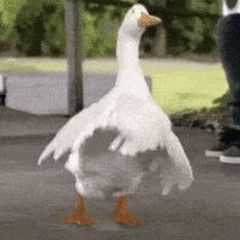 ZeeGoose