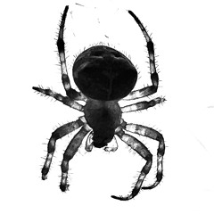 LUCIFERO CORSA