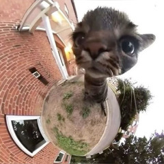 kittu