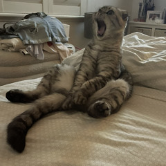Noz