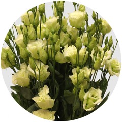 Ｉ Niid a Unicorn frap from Star$