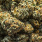 weed gang