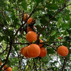 Haamouraa