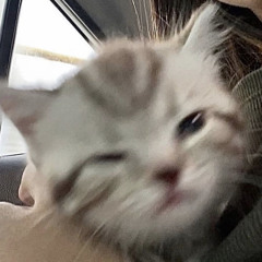 notcata