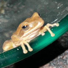 mylala