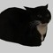 MAXWELL CAT