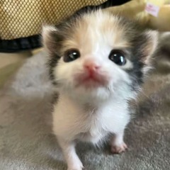 fura