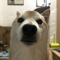 shib