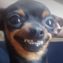 servingdogfood