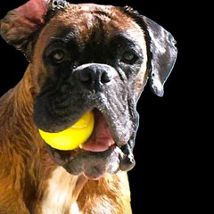 𝕷𝖔𝖚 𝕻𝖍𝖔𝕶