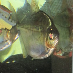 scraping fork on plate