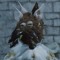 ☆King Dunce☆