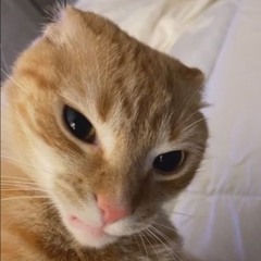 eng