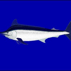 blue marlin