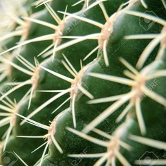 hydroponiccactus
