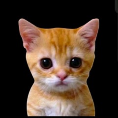EL GATO