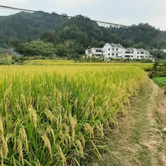 蔡安娜