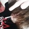 gore.efn