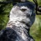 Harpy Eagle