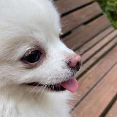 고은