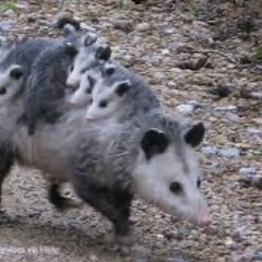 Awesome Possum