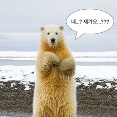 bear