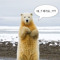 bear