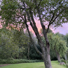 Callum Lattimer-Rogers