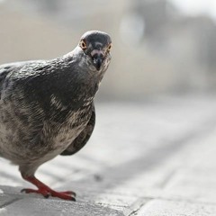 Ellocco