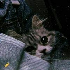 Sohila Emad Sh