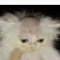 sixten