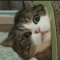 Amazingcat30