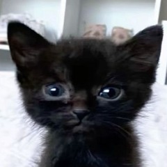 Donnie Darko what kind of name is that