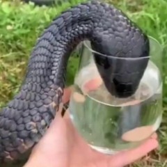 snakebite la