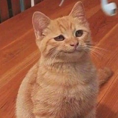 Code Cat
