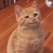 Code Cat