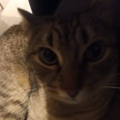 GatoDisc