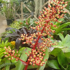 2kuafu