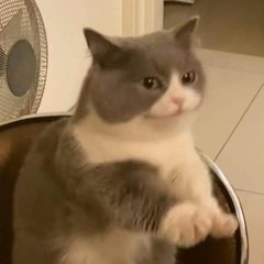 lilcat