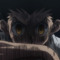 aneko