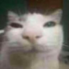 miaou