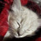 Dizzzycatt