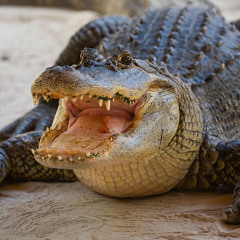Gator