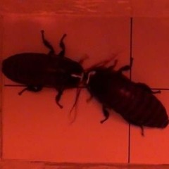 𝕿𝖍𝖊 𝕬𝖘𝖞𝖑𝖚𝖒