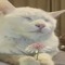 kitty.ogg