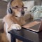 MUSIC WILL BE ALWAYS GIVEN JOY