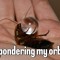 roach