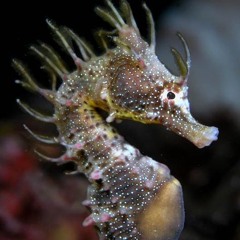 flodjpaca