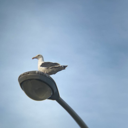 Cherry In Your Tree(XTC Cover)