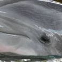 Griffith The Atlantic Bottlenose Dolphin